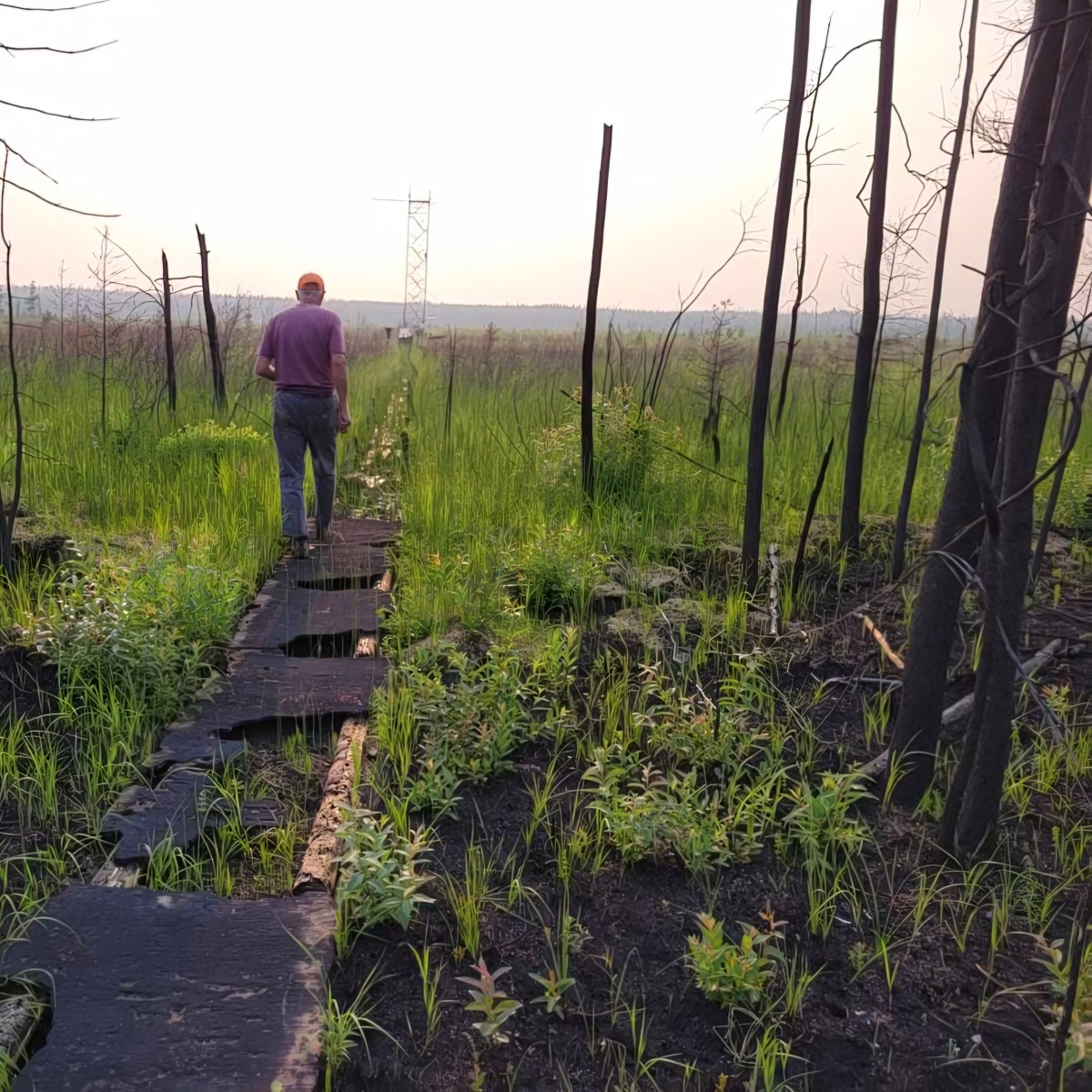 GWFO Technician at BERMS Fen site